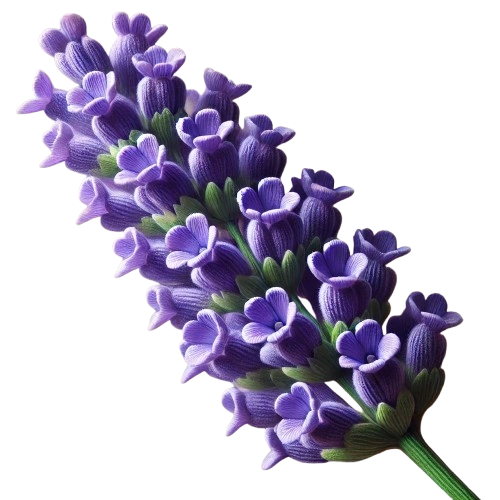 Lavendel Flower