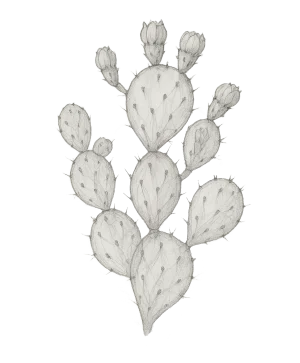 Chleopatra figenkaktus frø olie opuntia ficus indica 571432100003 kaktus