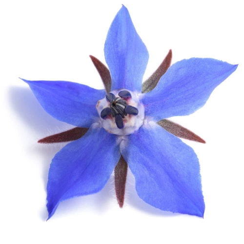 Borage Borago Officinalis