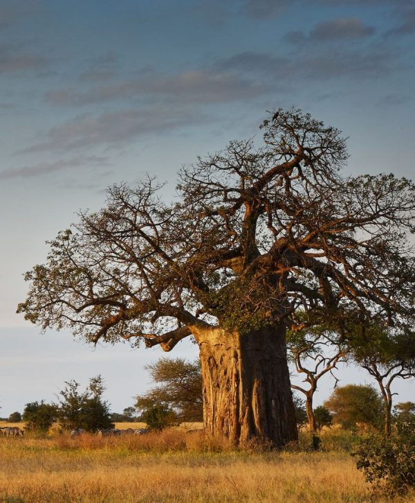 baobab olie adansonia digitata