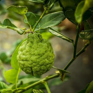 bergamotolie citrus aurantium var bergamia