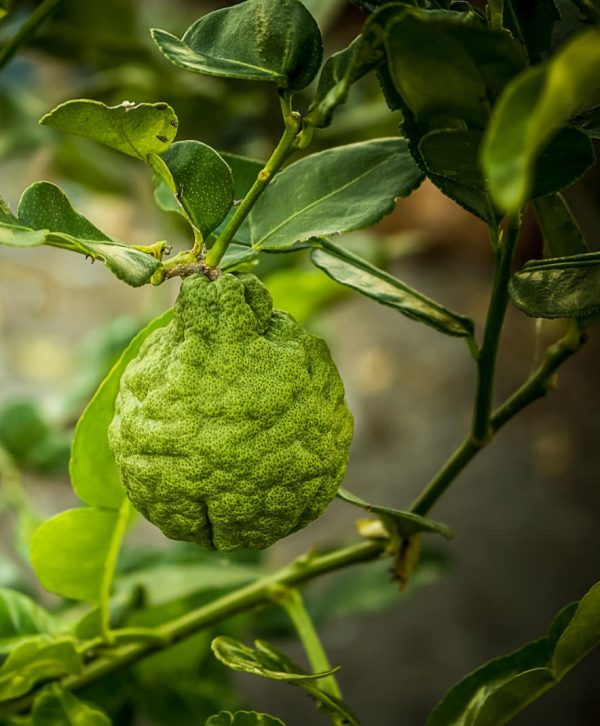 bergamotolie citrus aurantium var bergamia