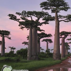 baobab - adansonia digitata