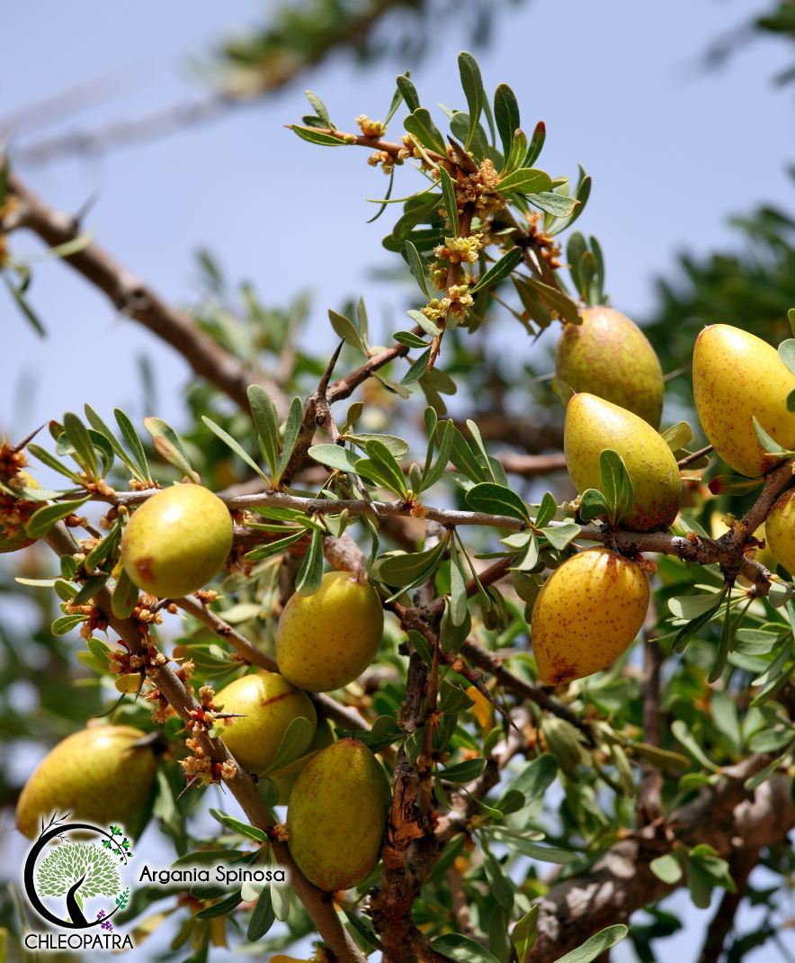 argan - argania spinosa