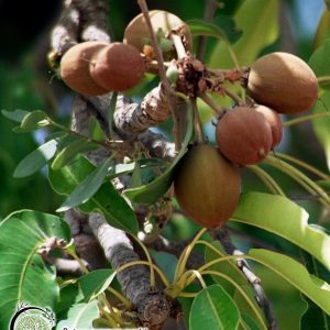 chleopatra butyrospermum parkii (shea butter)