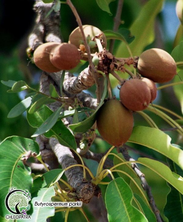 chleopatra butyrospermum parkii (shea butter)