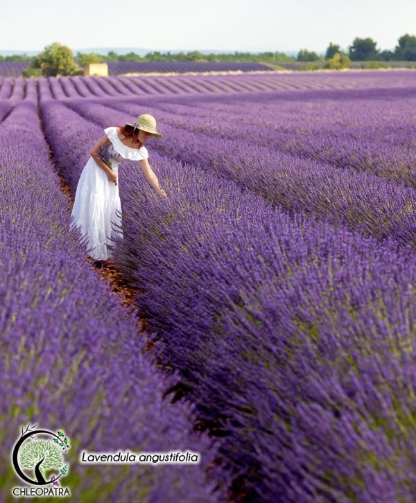 Lavendula angustifolia - produkt coverbilleder for chleopatra produkt lavendel - kvinde i stor mark af lavendel