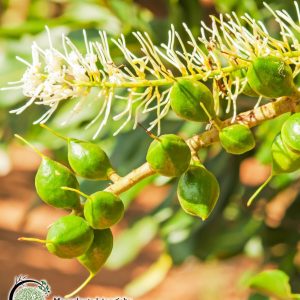 macadamia integrifolia chleopatra