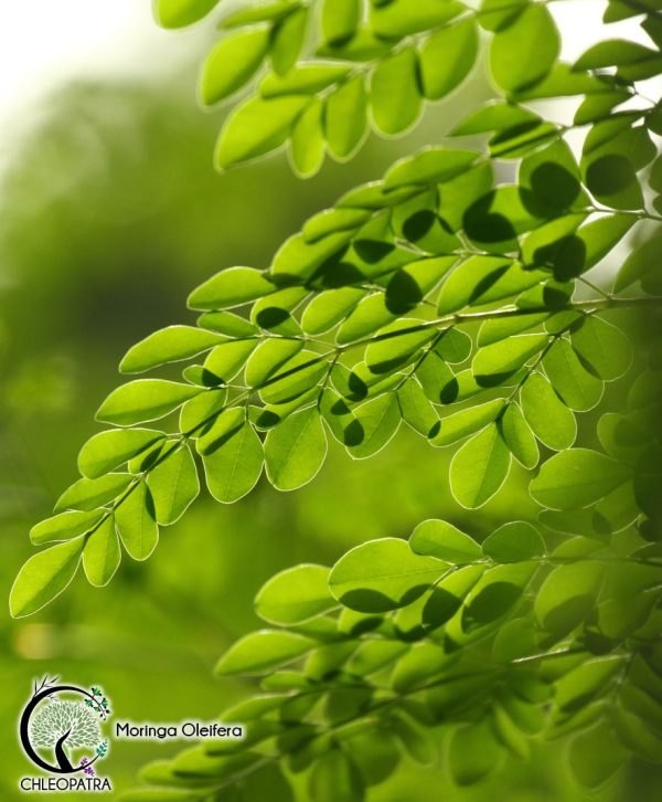 moringa - moringa oleifera