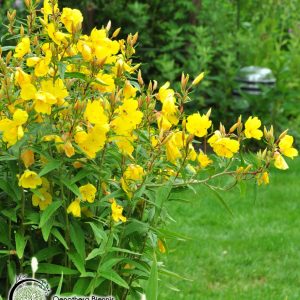 kæmpenatlys - oenothera biennis