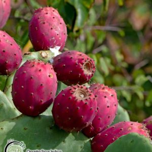 figenkaktus - opuntia ficus indica