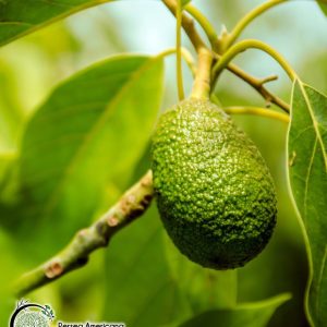 avocado - persea americana