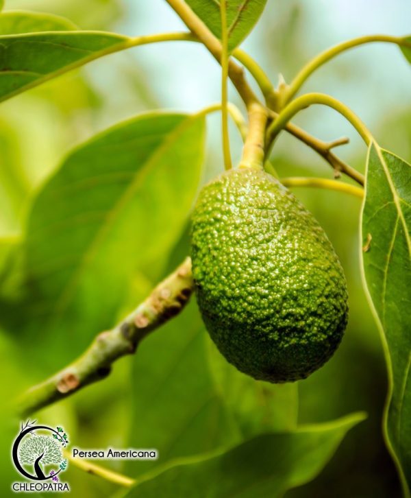 avocado - persea americana