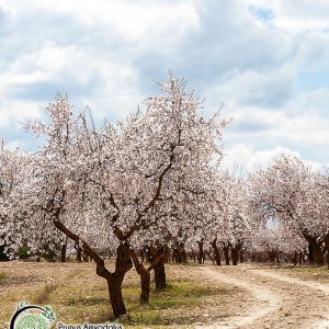 mandel - prunus amygdalus