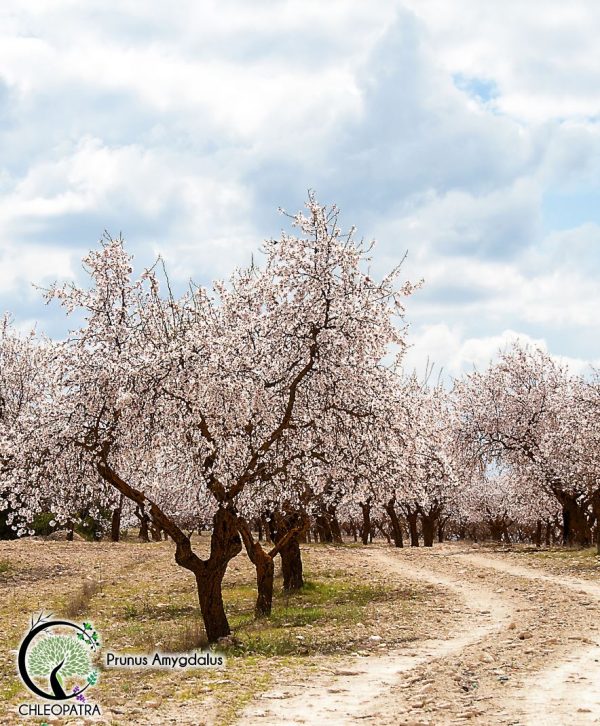 mandel - prunus amygdalus