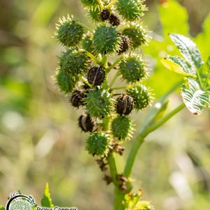 risinus castor - ricinus communis