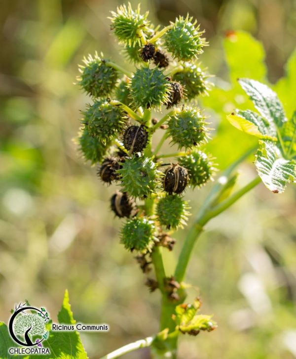 risinus castor - ricinus communis