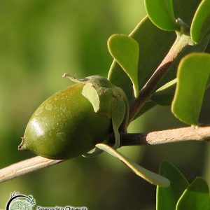 jojoba - simmondsia chinensis