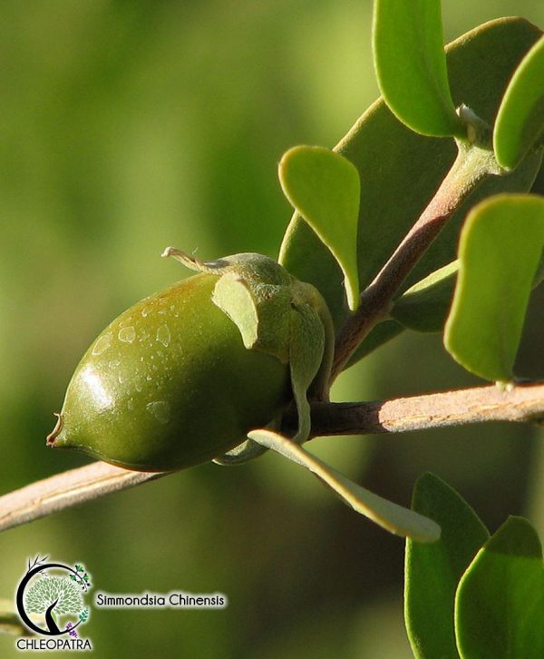 jojoba - simmondsia chinensis