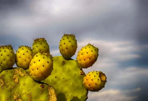 figenkaktusolie til huden prickly pear