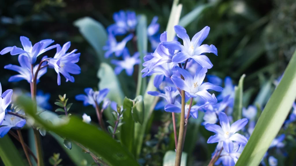 hjulkroneolie til huden - borage officinalis