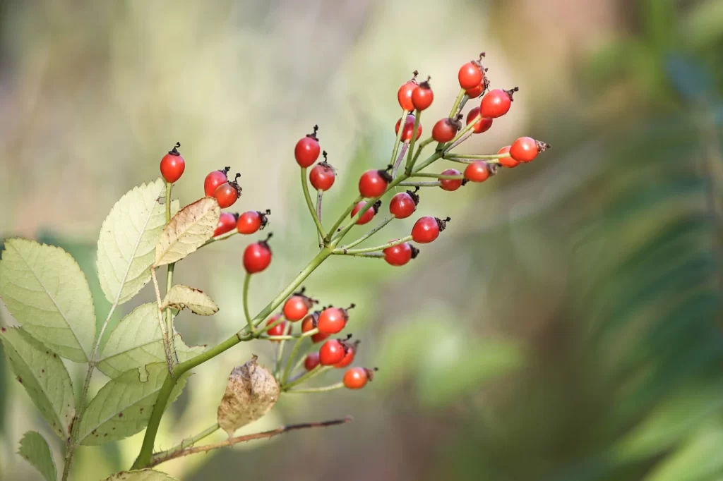 alt om hybenkerneolie - hybenblomst