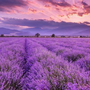 levendelolie  lavandula angustifolia