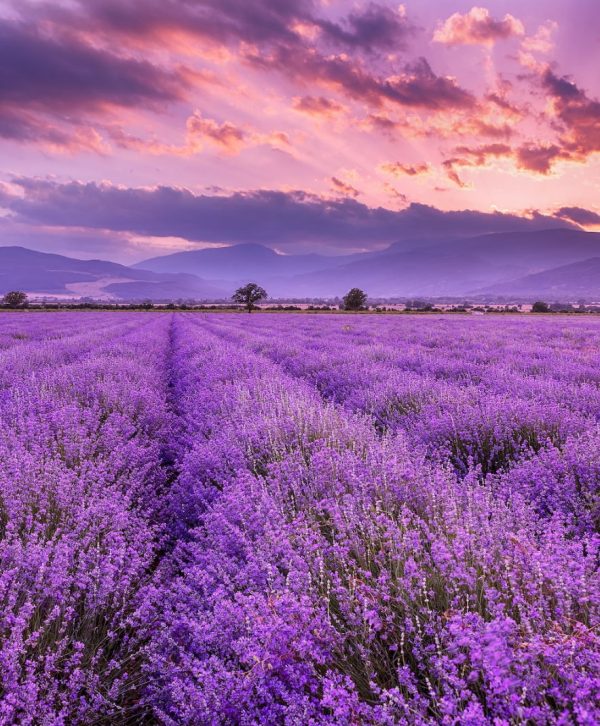 levendelolie  lavandula angustifolia