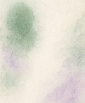 macadamia integrifolia