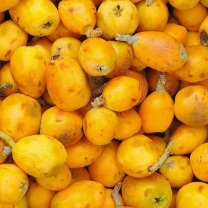 marula sclerocarya birrea