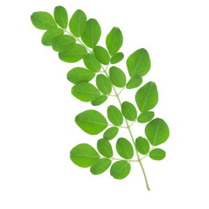 Moringa