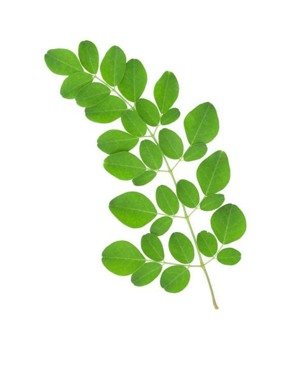 Moringa