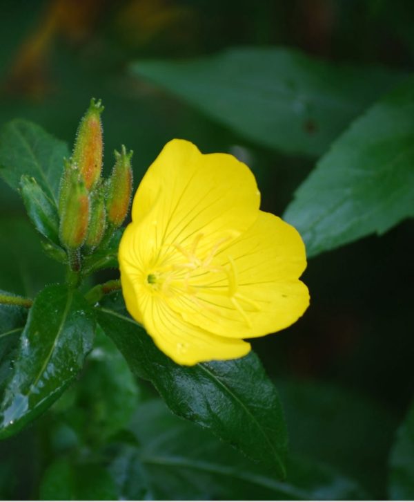 oenothera biennis