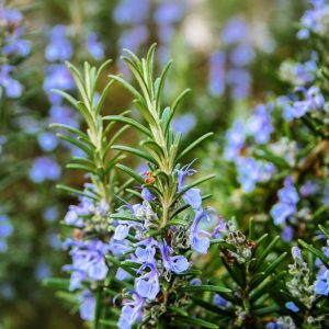 rosmarinolie rosmarinus officinalis