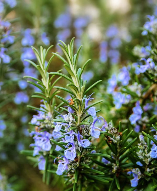 rosmarinolie rosmarinus officinalis