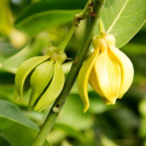 ylang ylang olie cananga odorata