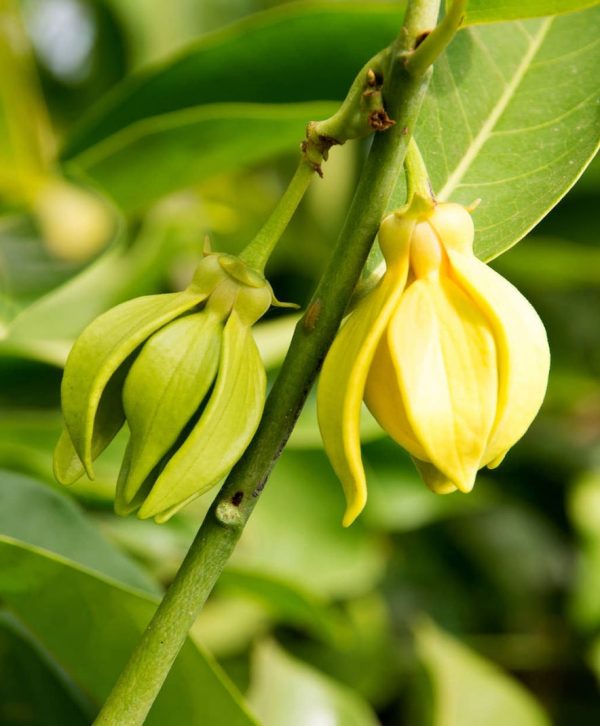 ylang ylang olie cananga odorata