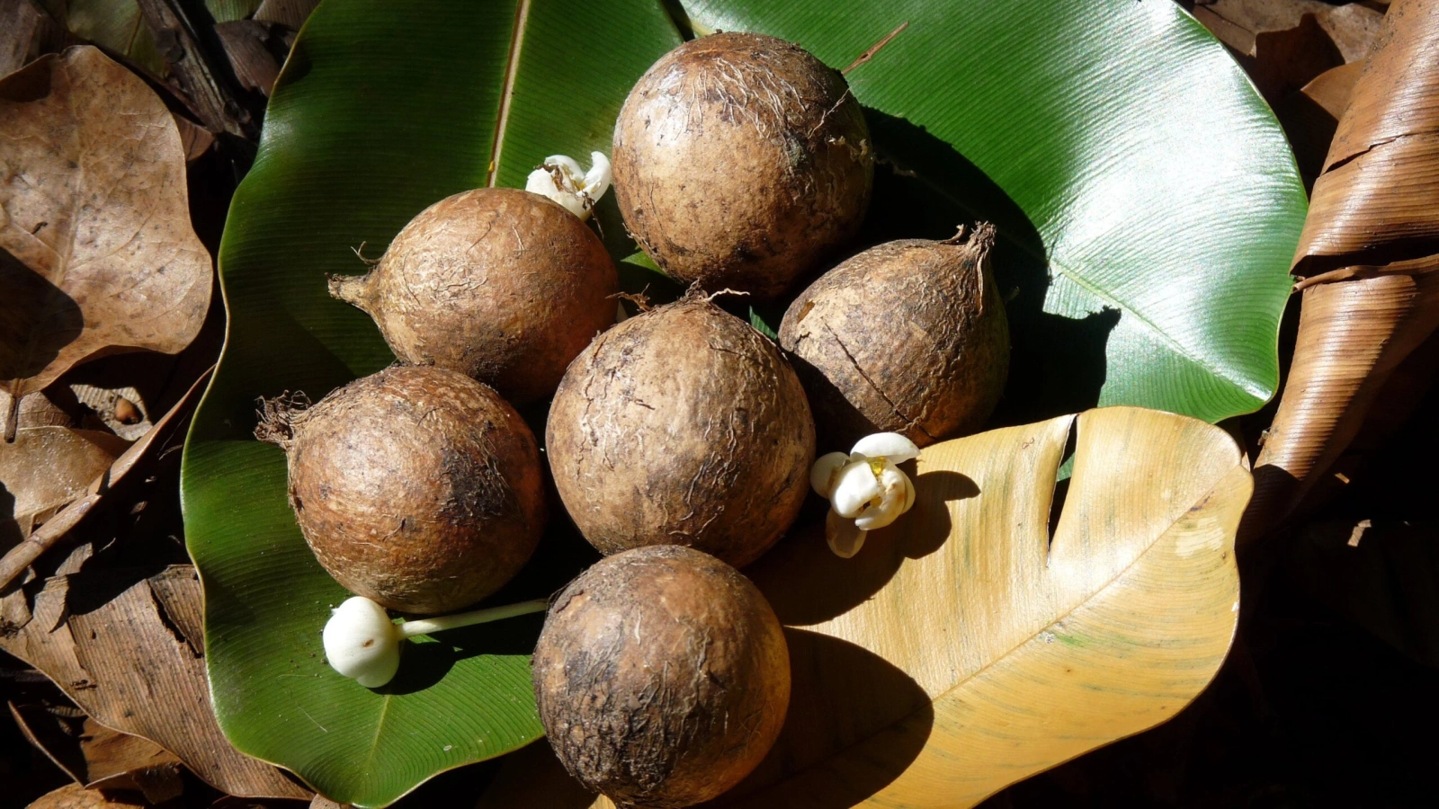 Tamanu Nuts