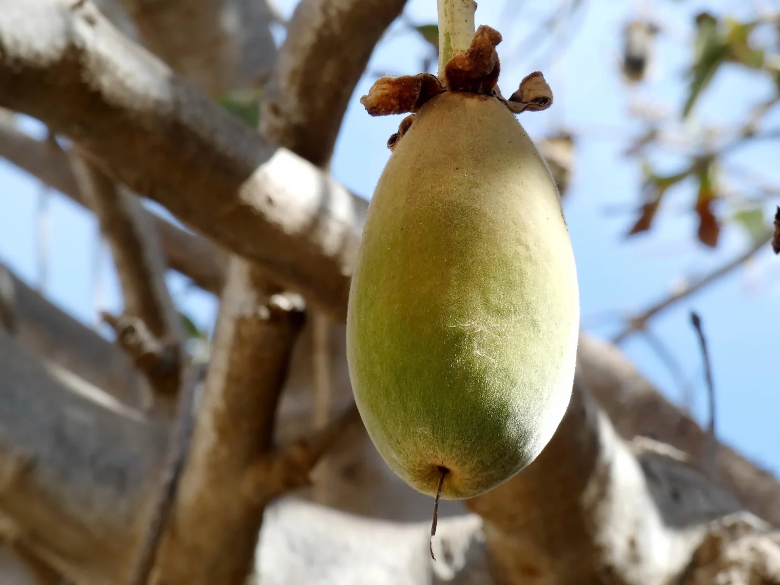 Baobab Frugt