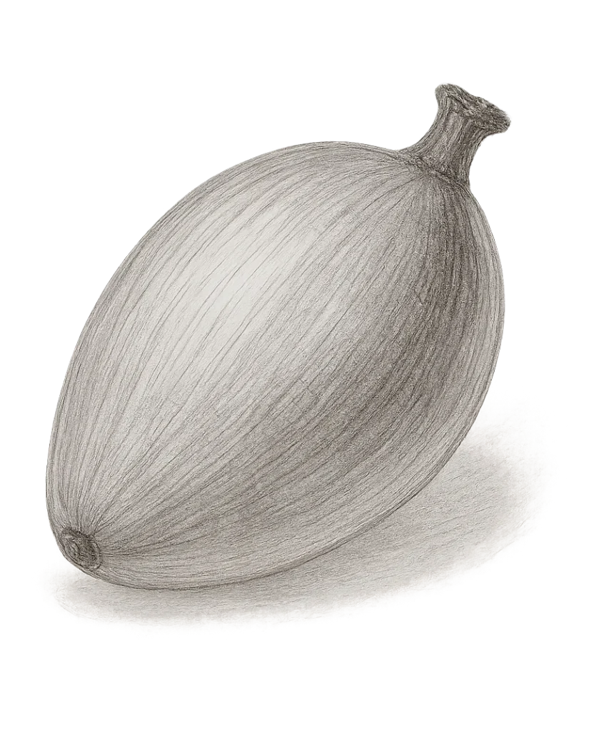 Chleopatra batana olie elaeis oleifera 05714321001770 frugt