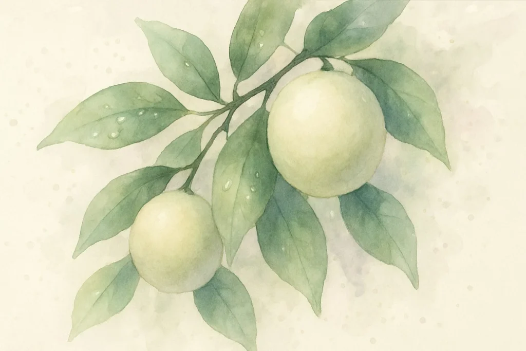 Citrusfrugter på grene i solskin med svage lysreflekser og et blødt fokus på olieagtige dråber på bladene