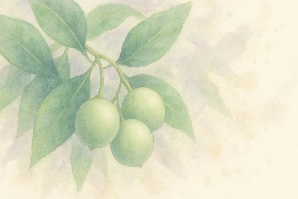 Tamanu olie – naturens grønne skat