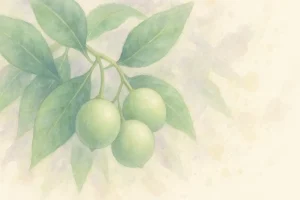 Tamanu olie – naturens grønne skat