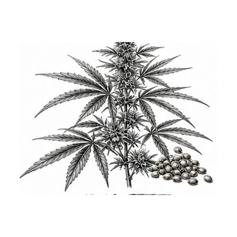 Hampefrøolie – botanisk illustration