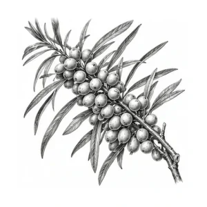 Havtornfrugtkødsolie – botanisk illustration