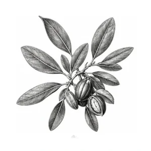 Jojobaolie – botanisk illustration