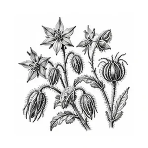Borretscholie – botanisk illustration