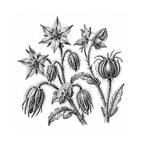 Borretscholie – botanisk illustration