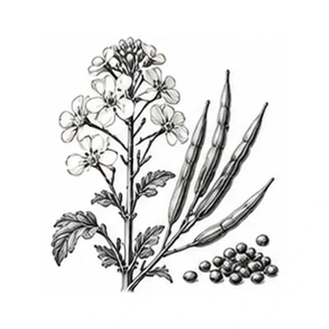 Camelinaolie – botanisk illustration