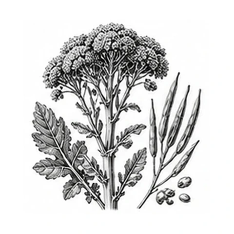 Broccolifrøolie – botanisk illustration